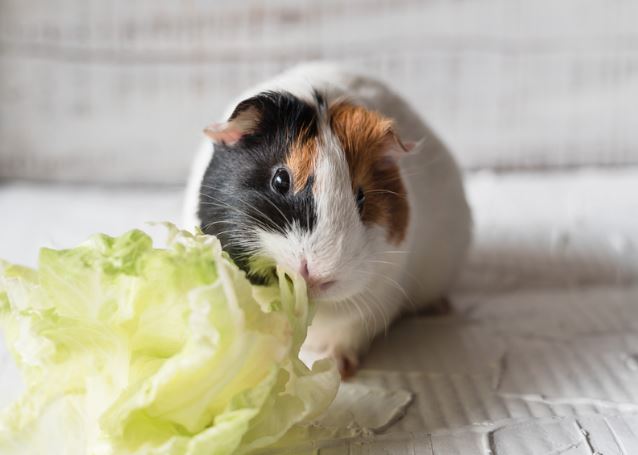 Guinea Pigs Eat Iceberg Lettuce